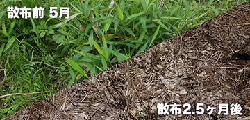 土壌処理型+茎葉処理型除草剤の効果