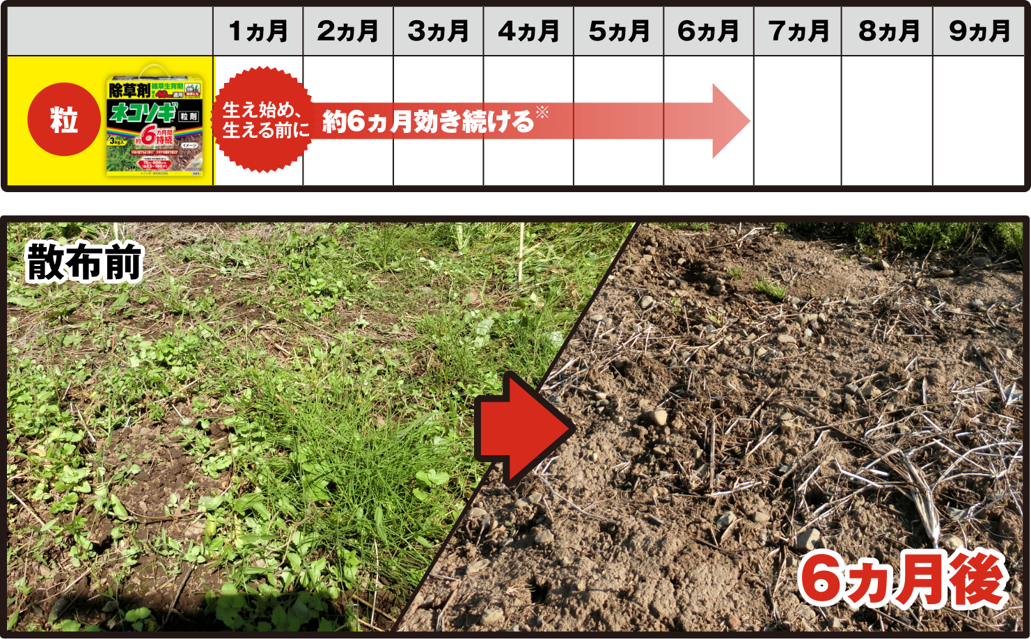 ネコソギどっち 除草剤no 1ブランド 効き続けるネコソギシリーズ