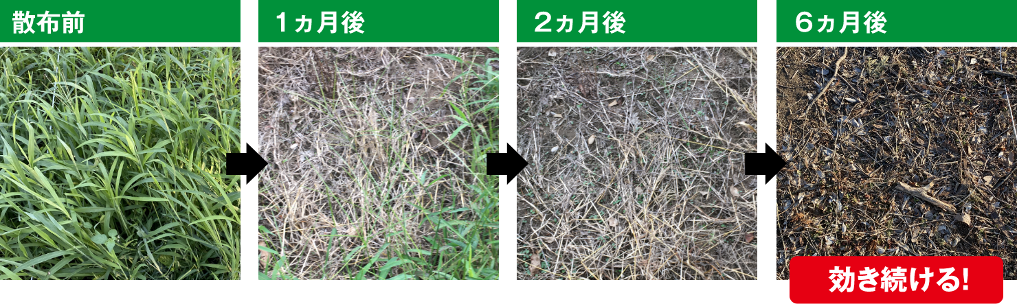 散布前 1カ月後 2カ月後 6カ月後 効き続ける!