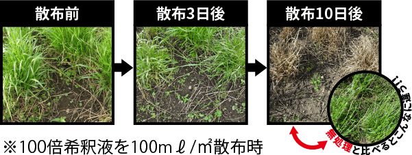 レインボー薬品株式会社 業務用｜効率的な緑地管理を！雑草や病害虫