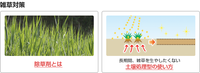 除草剤とは・土壌処理型の使い方
