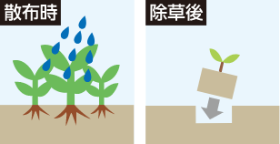 土壌に落ちると不活性化、除草後植え付け可能