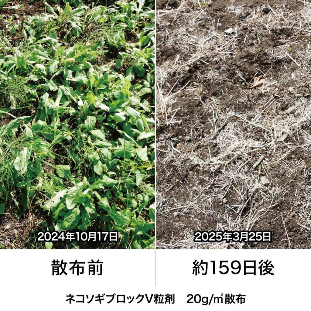 ネコソギブロックV粒剤 | 商品 | レインボー薬品株式会社